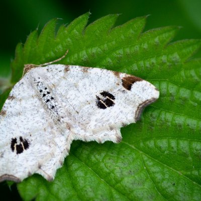 Macaria notata (kropenatec březový), Podkomorské lesy, Kopeček
