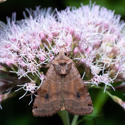 Xestia baja (osenice rulíková), Augšperský potok