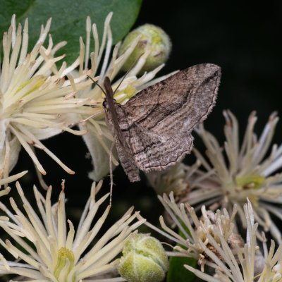 Horisme corticata (píďalka černočárná), NPP Pouzdřanská step - Kolby
