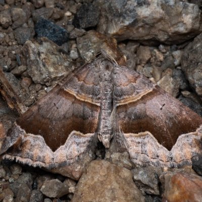 Scotopteryx moeniata (vlnočárník janovcový), PP Černice