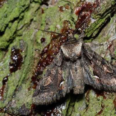Allophyes oxyacanthae (pestroskvrnka hlohová), Kývalka