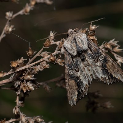Egira conspicillaris (můra trávová), PR Liščí vrch