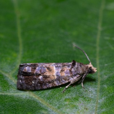 Cymolomia hartigiana (-), Devět křížů