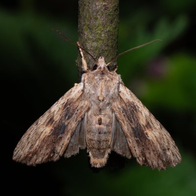 Lithophane socia (dřevobarvec stromový), PP Bobrava