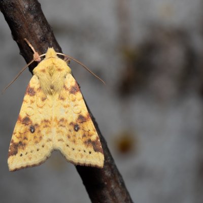 Xanthia icteritia (zlatokřídlec vrbový), Hády - odkaliště