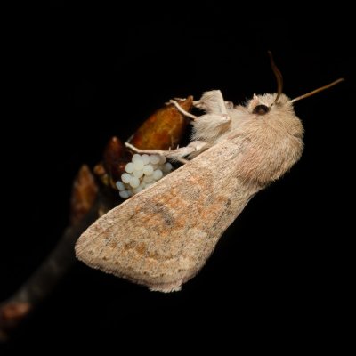 Orthosia miniosa (jarnice zardělá), PR Kamenný vrch