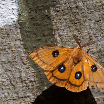 Aglia tau (martináč bukový), Študlov