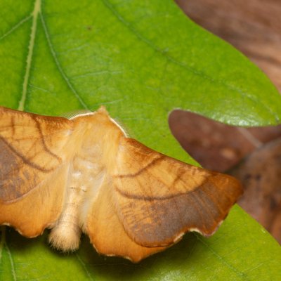 Ennomos fuscantaria (zejkovec jasanový), Hornek