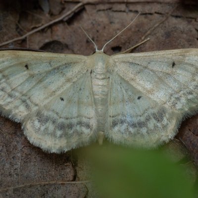 Idaea sp., Žebětín