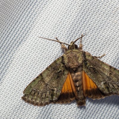 Polyphaenis sericata (blýskavka žlutokřídlá), PR Turold