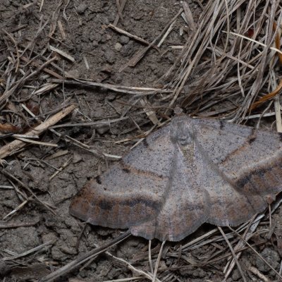 Selidosema plumaria (tmavoskvrnáč čilimníkový), PP Milovická stráň