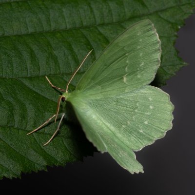 Geometra papilionaria (zelenopláštník březový), Kateřinská jeskyně