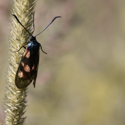 Zygaena viciae (vřetenuška komonicová), SK, Štôla