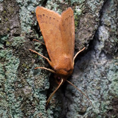 Agrochola helvola (polnice hnědá), Žebětín