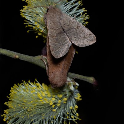 Orthosia cerasi (jarnice lipová), Helenčina studánka