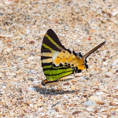 Graphium antiphates (-), TH, Railay