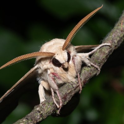 Marumba quercus (lišaj dubový), PR Svatý kopeček