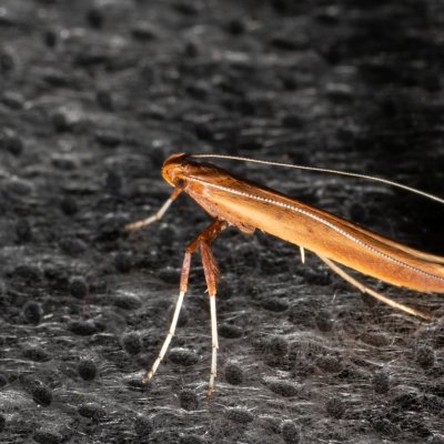 Caloptilia elongella (-), Henčov