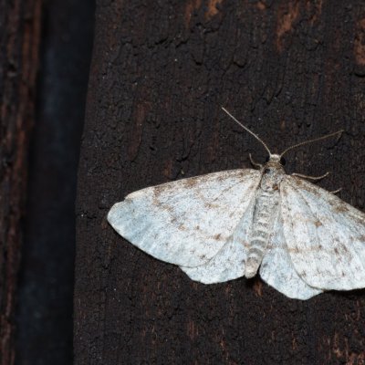 Hydrelia sylvata (píďalka olšinová), SK, Štôla