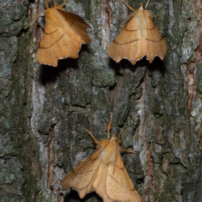 Ennomos erosaria (zejkovec lipový), Kývalka