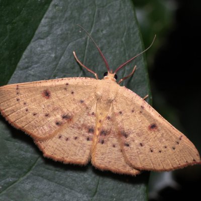 Cyclophora puppillaria (očkovec očkovaný), GR, Myrtidion monastery, Korfu