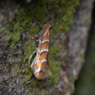 Cameraria ohridella (klíněnka jírovcová), Jevišovice