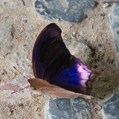 Terinos atlita (-), TH, Sri Phang Nga