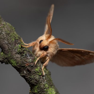 Malacosoma neustria (bourovec prsténčivý), PP Skalky u Sedlece