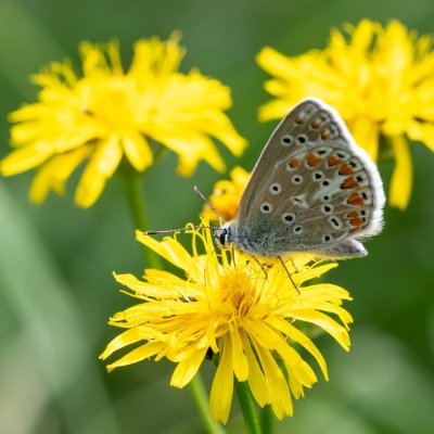 Polyommatus thersites (modrásek vičencový), PR Prokopské údolí