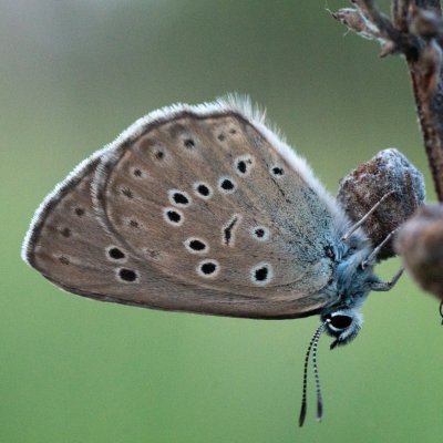 Maculinea alcon rebeli (modrásek hořcový Rebelův), PP Černice