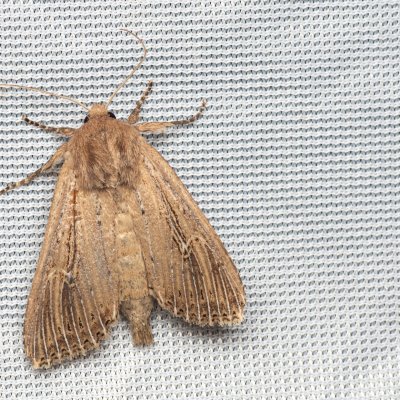 Nonagria typhae (rákosnice orobincová), NPR Mohelenská hadcová step