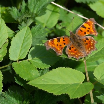 Polygonia c-album (babočka bílé c), PR Černovický hájek