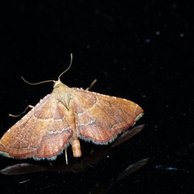 Endotricha flammealis (zavíječ červenavý), Hrušovany u Brna