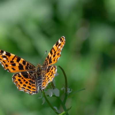 Araschnia levana (babočka síťkovaná), Podkomorské lesy, Kopeček