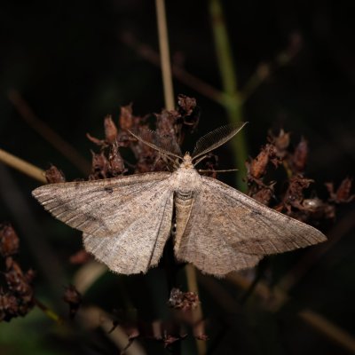 Selidosema plumaria (tmavoskvrnáč čilimníkový), PR Kamenný vrch