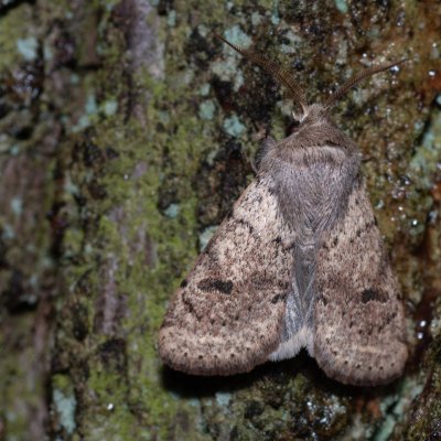 Orthosia cruda (jarnice menší), Kamenný vrch