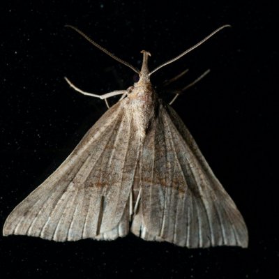 Hypena proboscidalis (zobonosec kopřivový), SK, Štôla