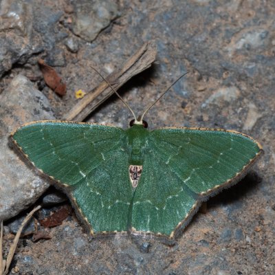Hemithea sp., TH, Khao Sok