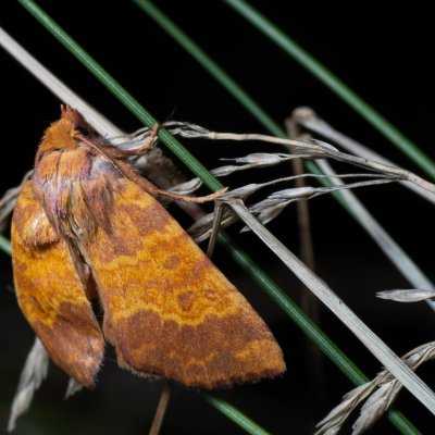 Tiliacea aurago (zlatokřídlec bukový), Kývalka