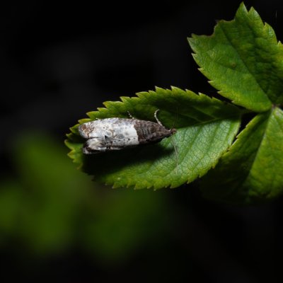 Notocelia roborana (obaleč stromový), Hády