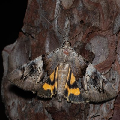 Catocala fulminea (stužkonoska švestková), PR Svatý kopeček