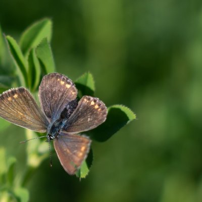 Polyommatus icarus (modrásek jehlicový), Žebětín
