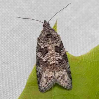 Cnephasia communana (obaleč listový), PR Kamenný vrch