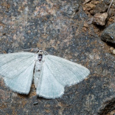 Pseudoterpna pruinata (zelenopláštník janovcový), Kývalka