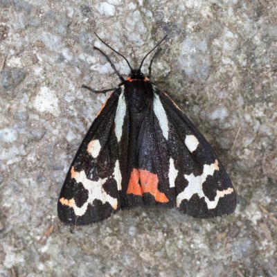 Parasemia plantaginis (přástevník jitrocelový), SK, NPR Velická dolina, Tatry