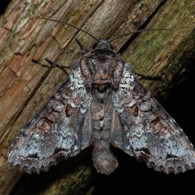 Polia hepatica (můra borůvková), NPR Radostínské rašeliniště