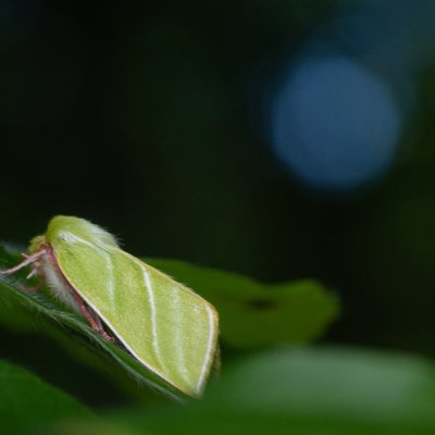 Pseudoips prasinana (zeleněnka buková), Podkomorské lesy, Kopeček