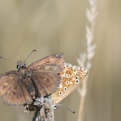 Erynnis tages (soumračník máčkový), PP Černice