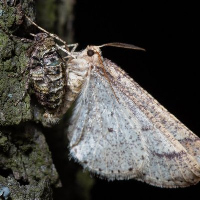 Agriopis marginaria (tmavoskvrnáč habrový), Kamenný vrch