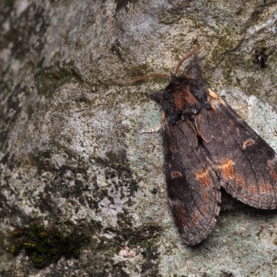 Notodonta dromedarius (hřbetozubec březový), NPP Jeskyně Pekárna